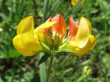 genus Lotus