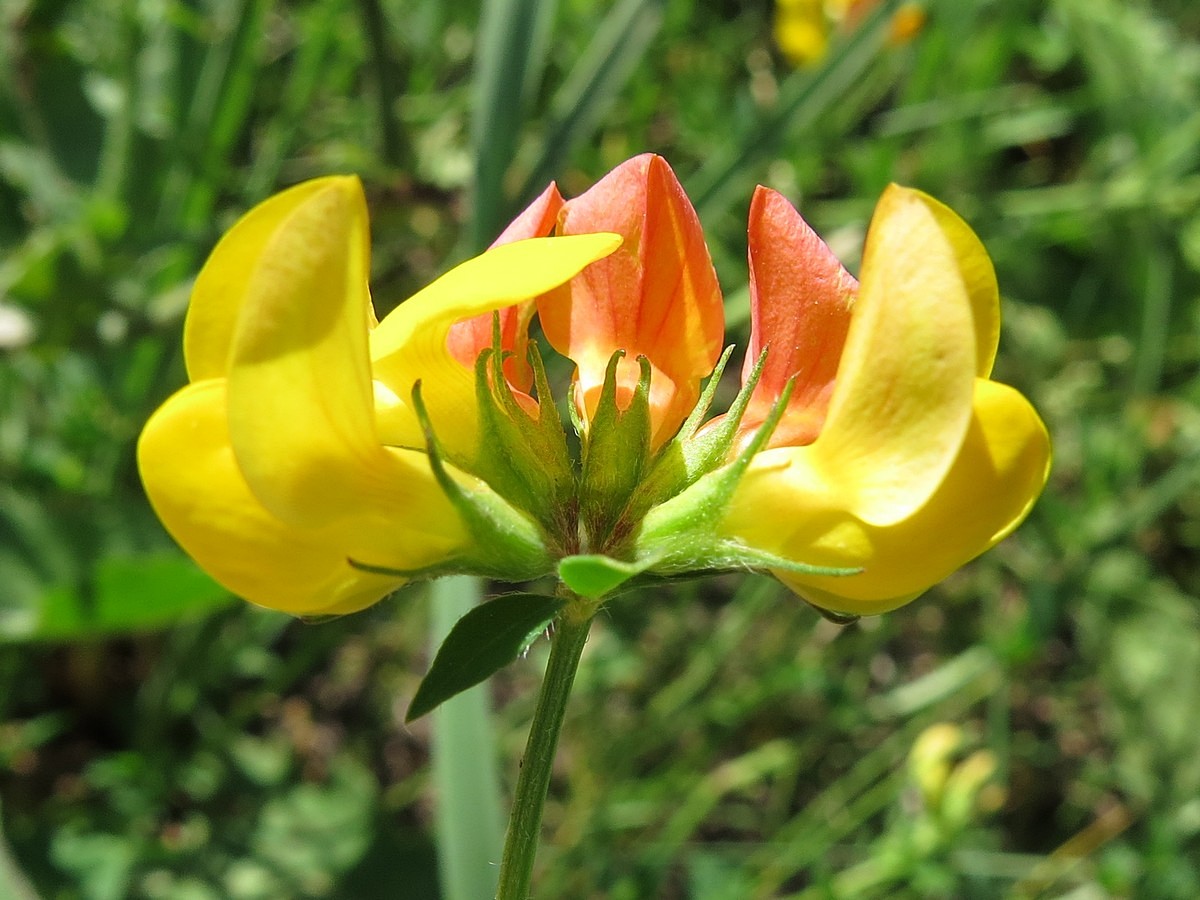 Image of genus Lotus specimen.