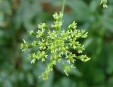 Heracleum sibiricum. Соцветие. Узбекистан, г. Ташкент, Ботанический сад им. Ф.Н. Русанова. 17.08.2008.