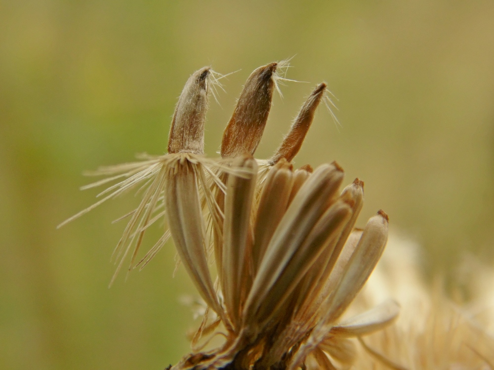 Image of Centaurea adpressa specimen.