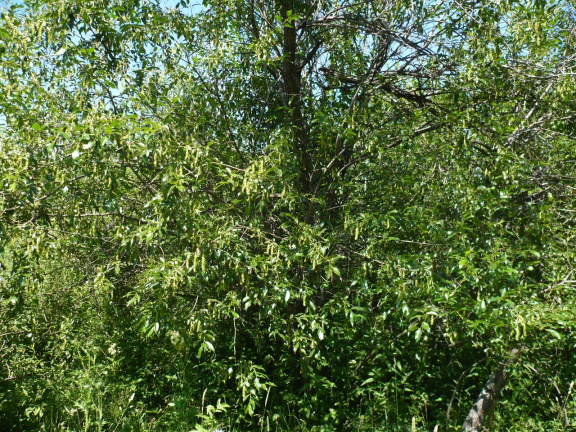 Image of Salix pentandra specimen.