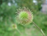 Geum aleppicum