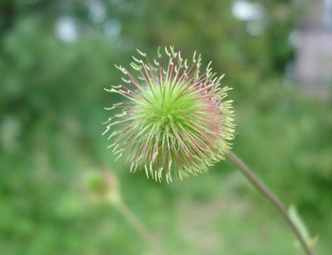 Image of Geum aleppicum specimen.