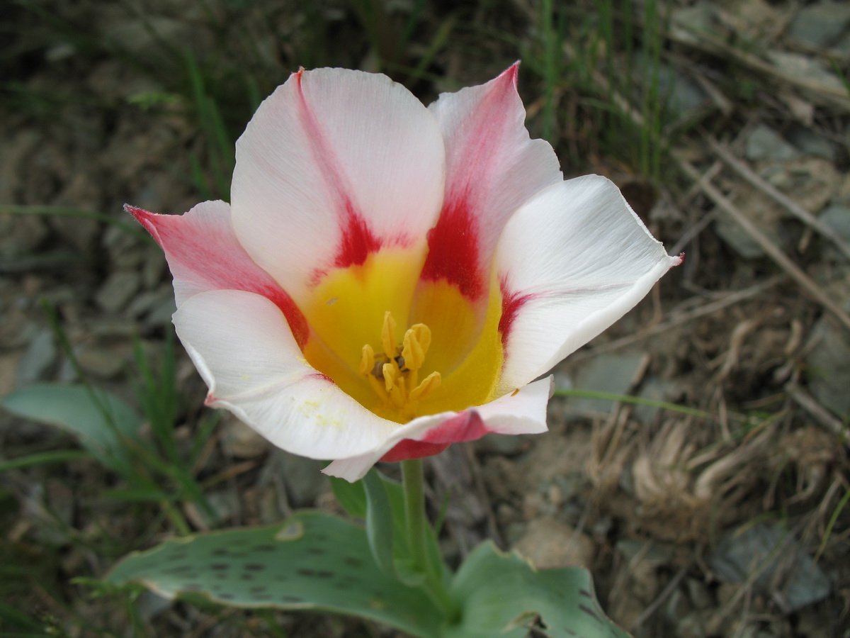 Image of Tulipa greigii specimen.