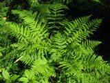 Athyrium sinense