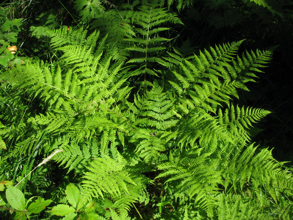 Image of Athyrium sinense specimen.