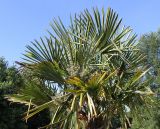 Trachycarpus fortunei. Крона плодоносящего растения. Германия, г. Дюссельдорф, Ботанический сад университета. 03.07.2014.