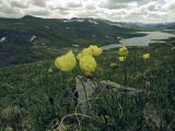 Papaver pseudocanescens