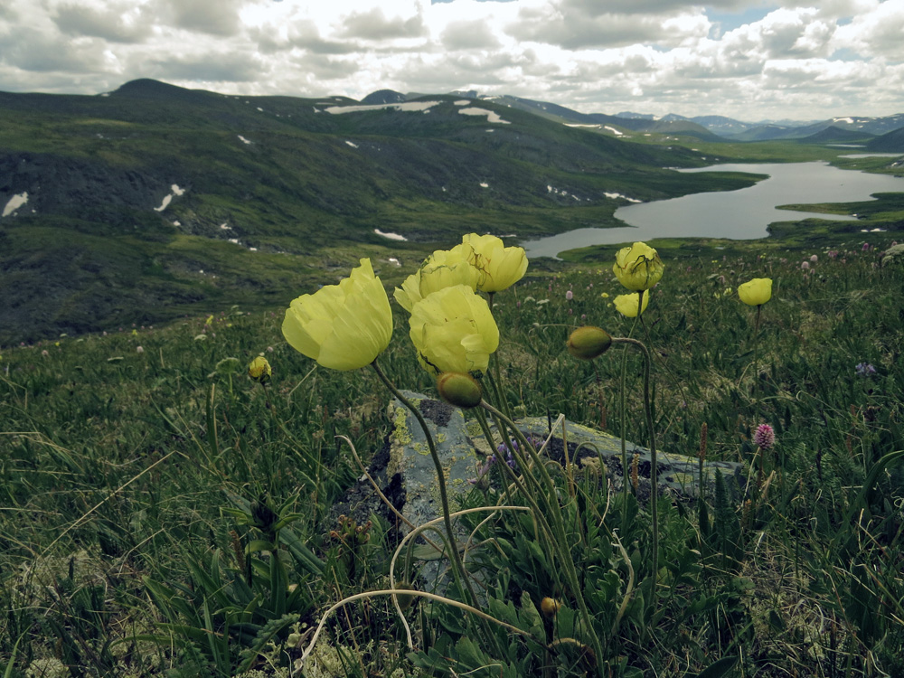 Image of Papaver pseudocanescens specimen.