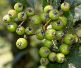 Sorbus mougeotii