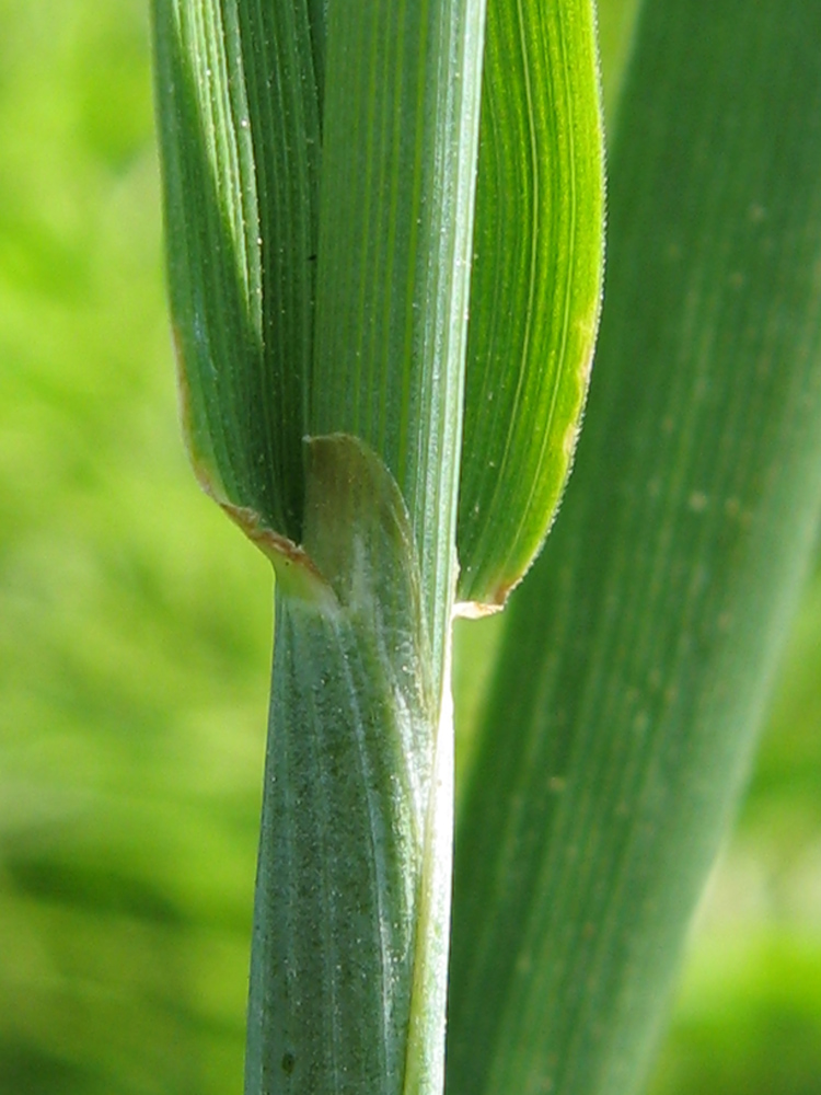 Изображение особи Alopecurus pratensis.