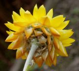 Xerochrysum bracteatum. Соцветие со стороны обёртки. Германия, г. Крефельд, Ботанический сад. 06.09.2014.