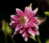 Aquilegia разновидность stellata