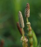 Equisetum sylvaticum. Стробилы. Московская обл., Раменский р-н, окр. ж.-д. платформы Хрипань, просека под ЛЭП. 12.05.2014.