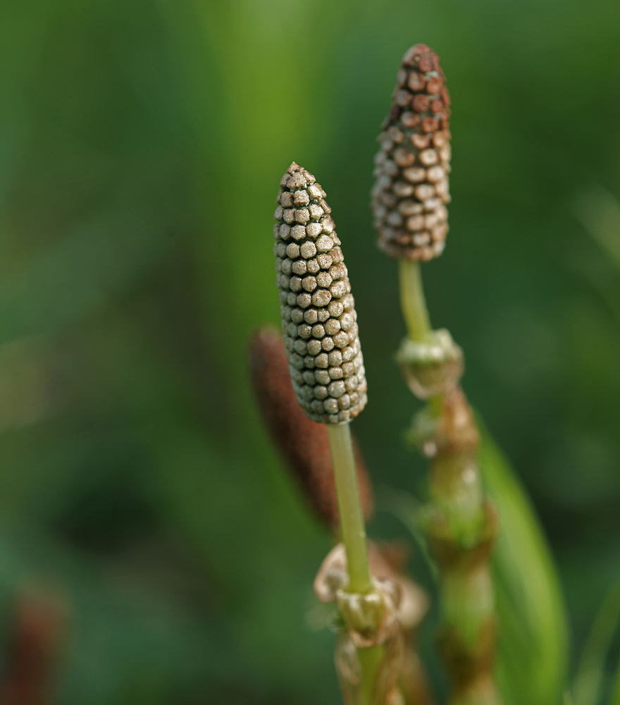 Image of Equisetum sylvaticum specimen.