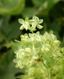 Humulus lupulus