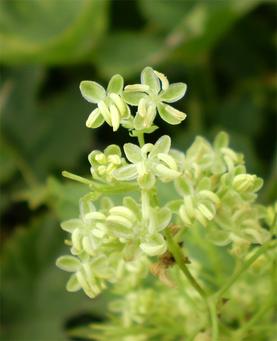 Изображение особи Humulus lupulus.