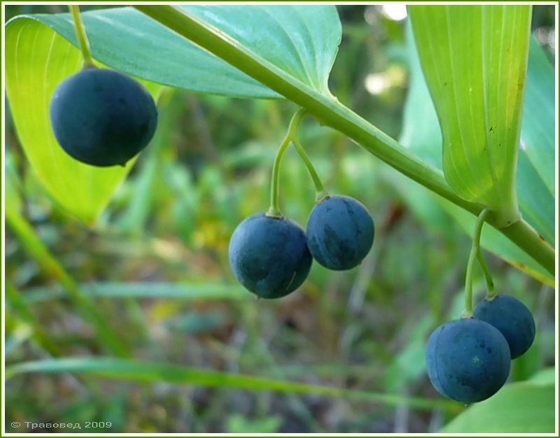 Image of Polygonatum odoratum specimen.