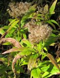 Eupatorium cannabinum