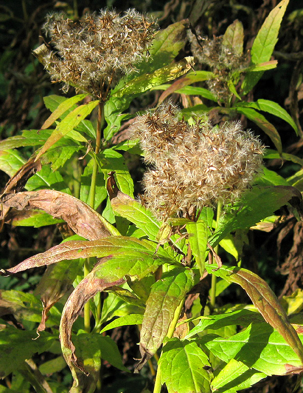 Изображение особи Eupatorium cannabinum.