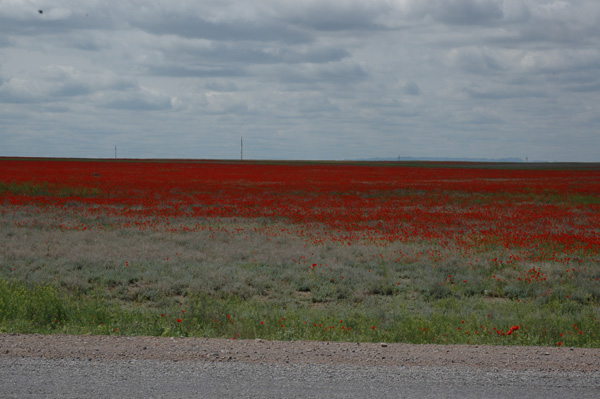 Изображение особи Papaver pavoninum.