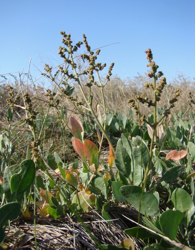 Image of Halimione verrucifera specimen.