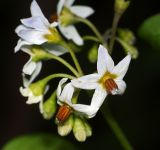 Solanum nigrum