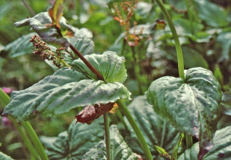 Image of Rumex lapponicus specimen.