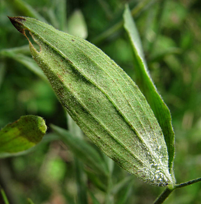 Изображение особи Lathyrus pratensis.