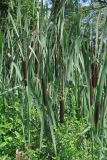 Typha latifolia. Верхушки листьев и соплодия. Крым, Бельбекская долина, с. Соколиное. 7 июля 2015 г.