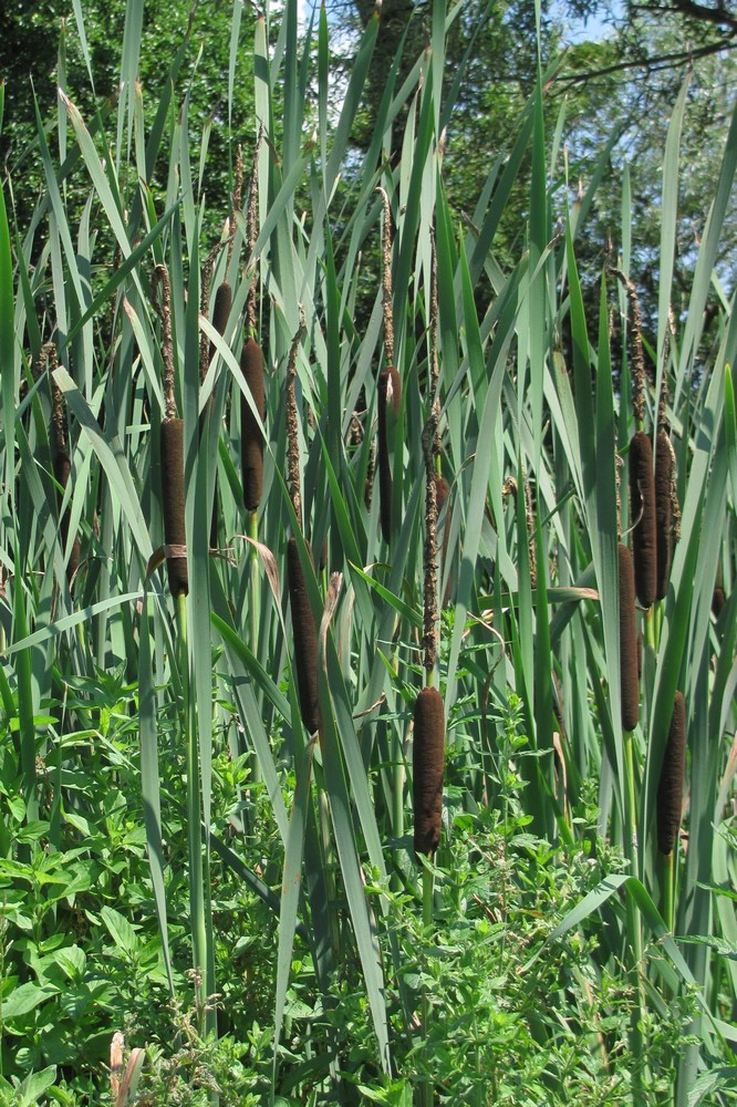 Image of Typha latifolia specimen.
