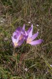 Colchicum autumnale