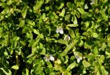 Bacopa monnieria