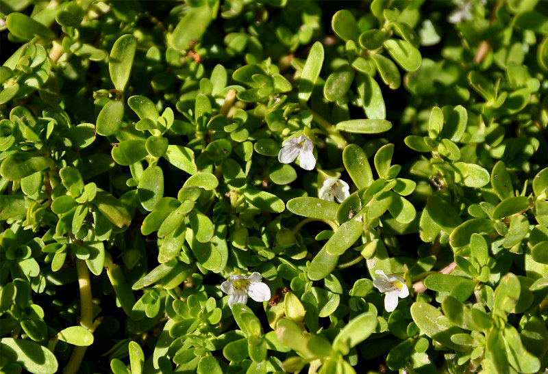 Изображение особи Bacopa monnieria.