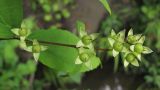 Philadelphus caucasicus