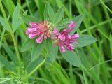 Trifolium lupinaster. Верхушка цветущего растения. Иркутская обл., Иркутский р-н, окр. устья р. Иркут. 08.07.2014.