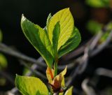 Schisandra chinensis