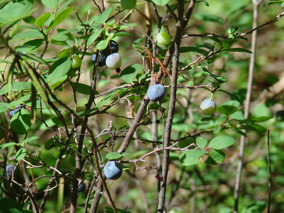 Image of Vaccinium uliginosum specimen.