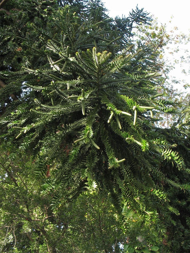 Image of Araucaria bidwillii specimen.