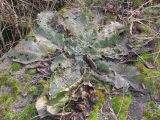 Verbascum lychnitis