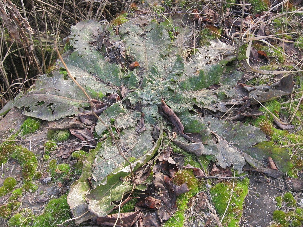 Image of Verbascum lychnitis specimen.