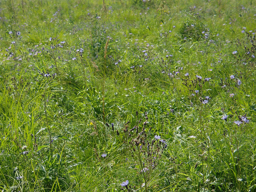 Изображение особи Lactuca sibirica.