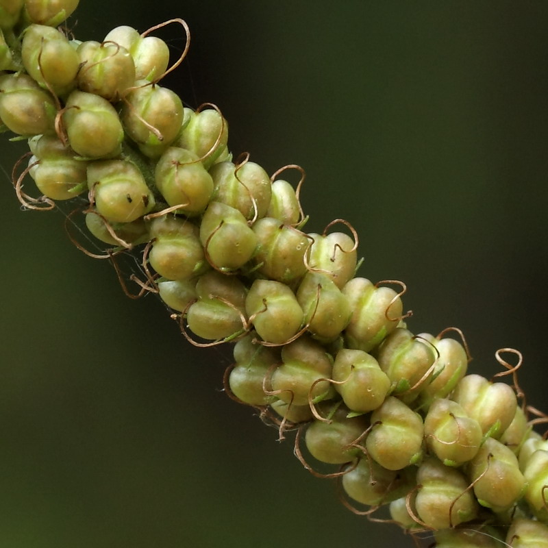 Изображение особи Veronica longifolia.