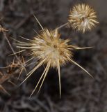 Echinops polyceras. Соплодия. Израиль, центральная Арава, южные окр. пос. Сапир. 27.10.2014.