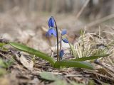 Scilla siberica