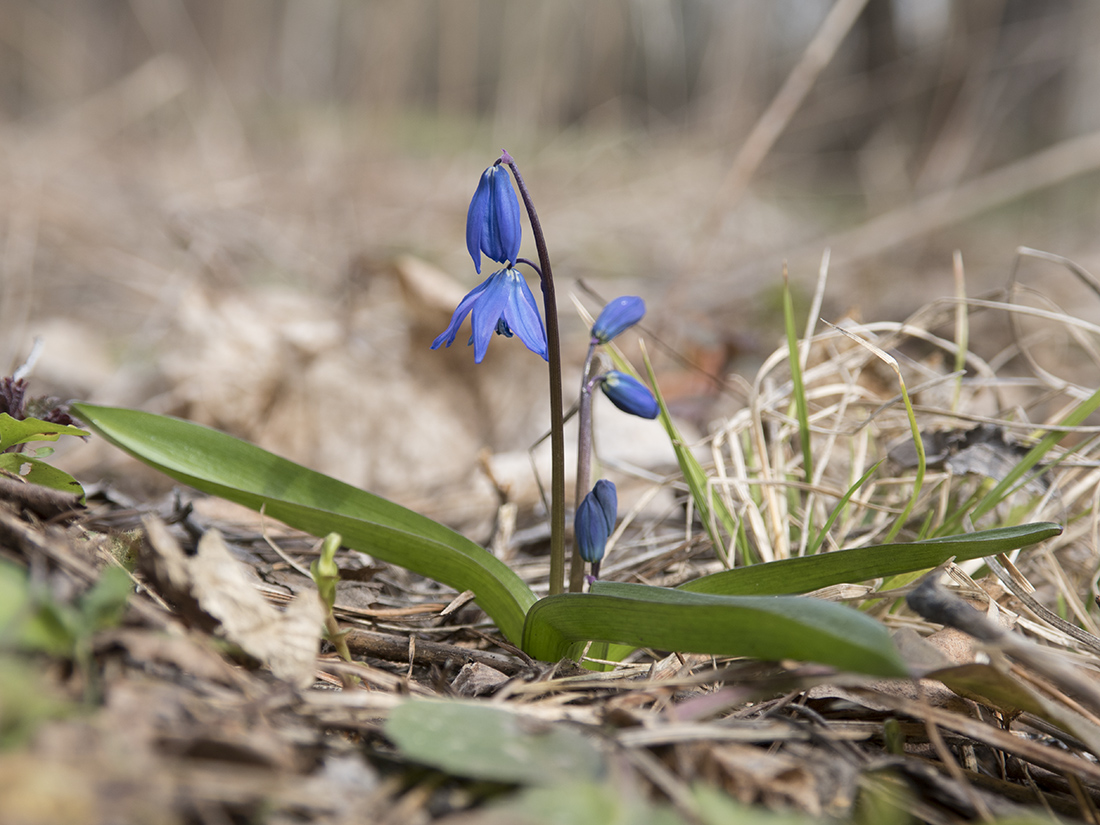 Изображение особи Scilla siberica.