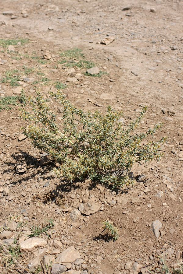 Image of Xanthium spinosum specimen.