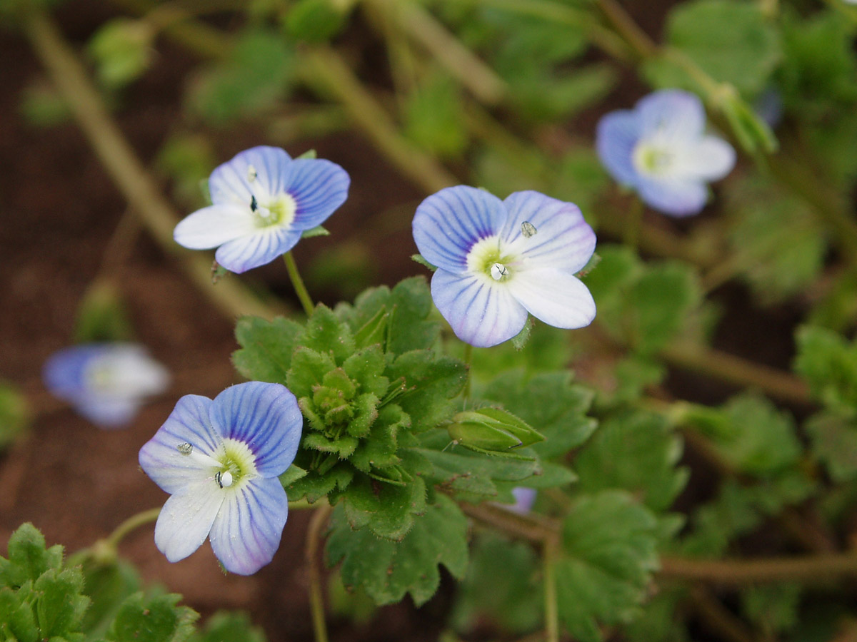 Image of Veronica persica specimen.