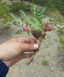 Oxytropis leucotricha