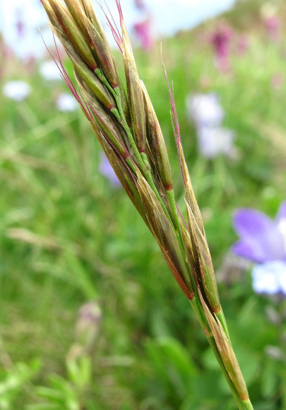 Image of familia Poaceae specimen.